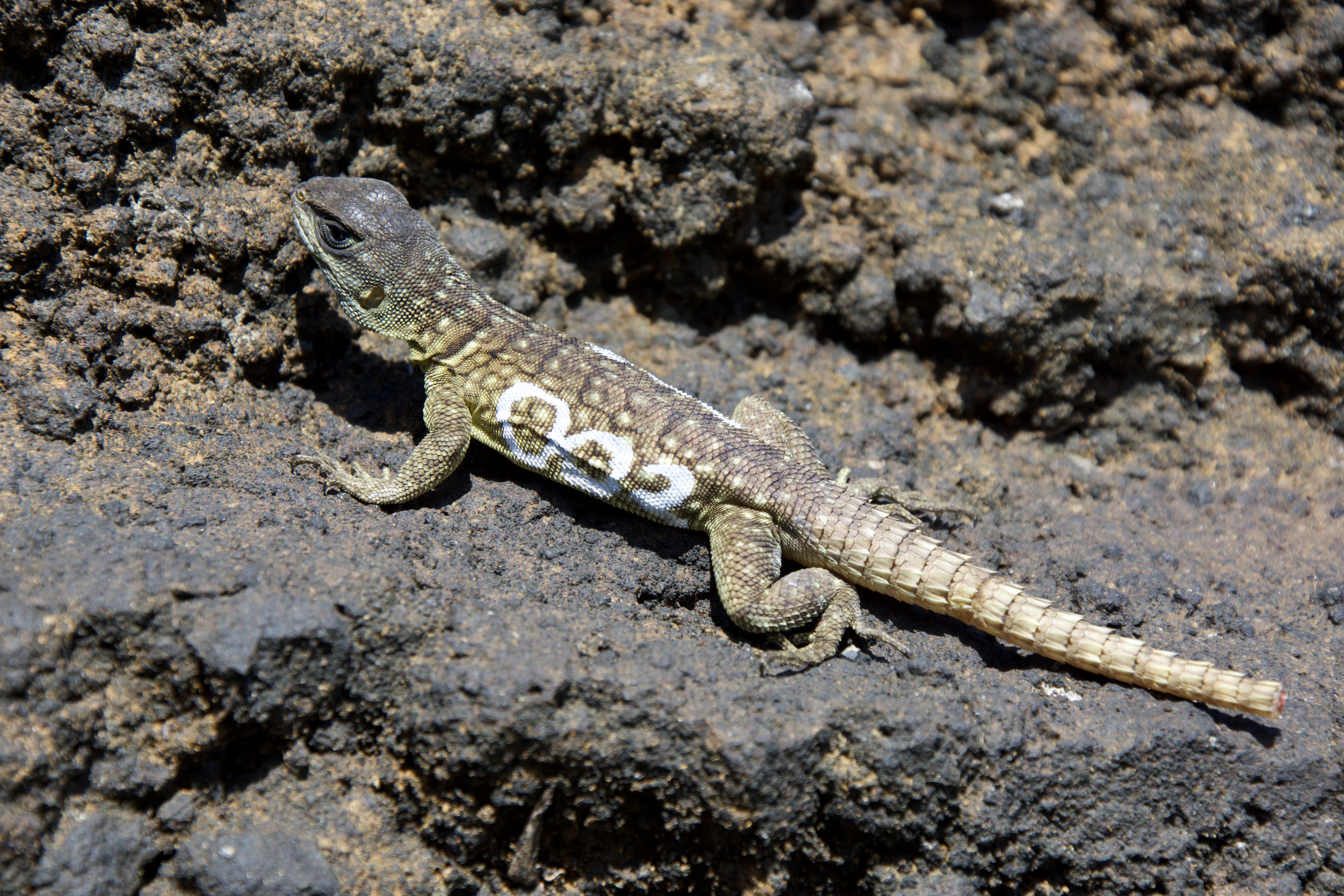 Comoros-Comoros Iguana