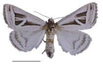 Callistege Female moth_White Sands, NM   