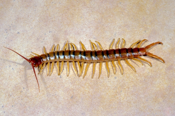 centipede