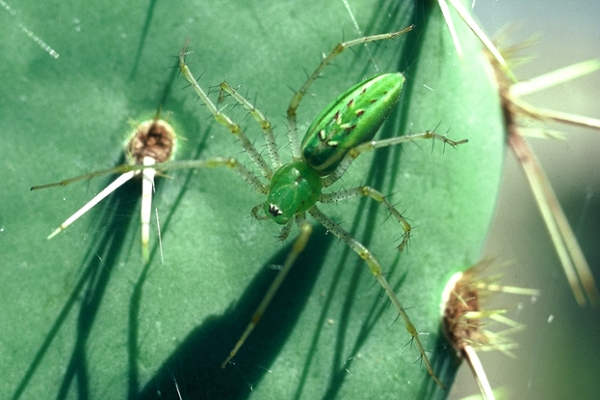 green lynx spider