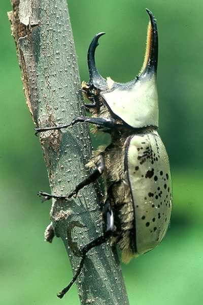 hercules beetle