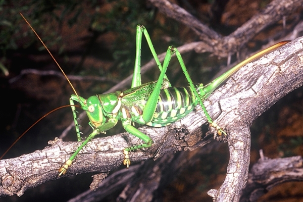 katydid