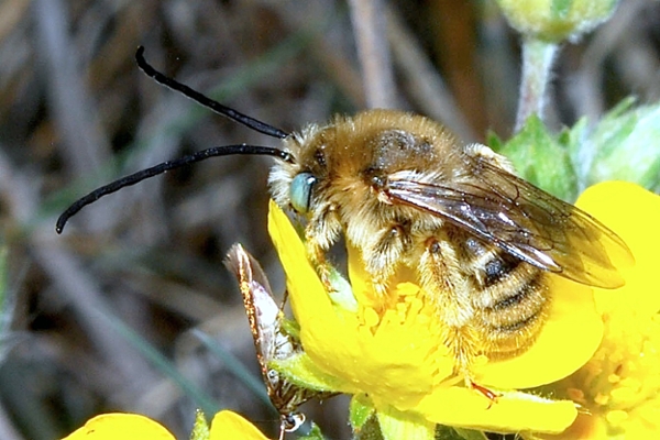 long-horned beetle