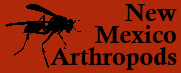 NM arthropods