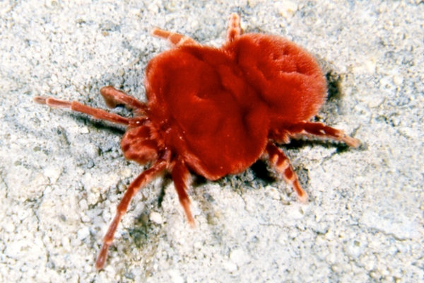 red velvet mite