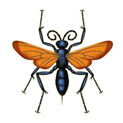 tarantula hawk wasp