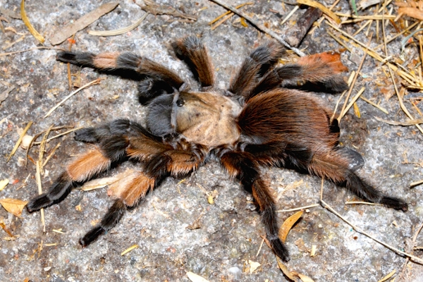 tarantula Cuatro