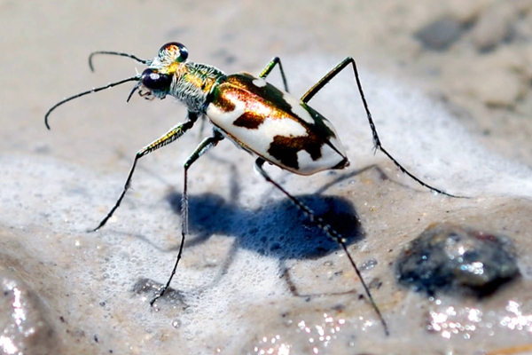 tiger beetle