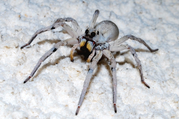 wolf spider