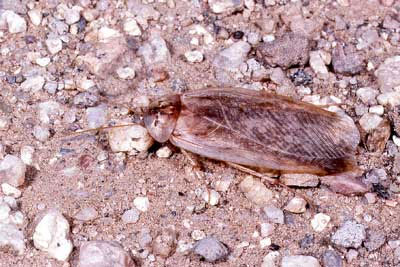 Desert Sand Cockroach :: Museum of Southwestern Biology