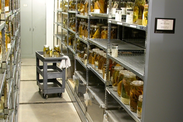 Fish Collection Aisle
