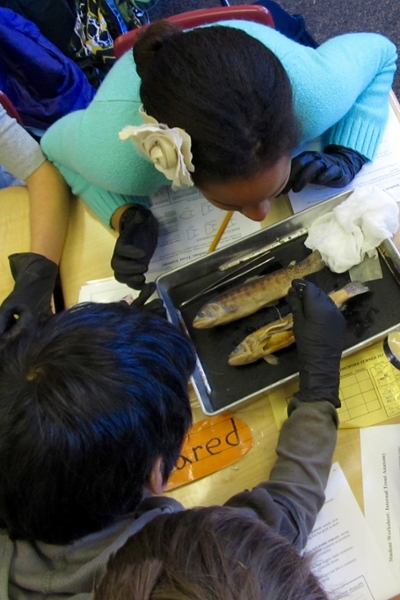 New Mexico Fish Specimens