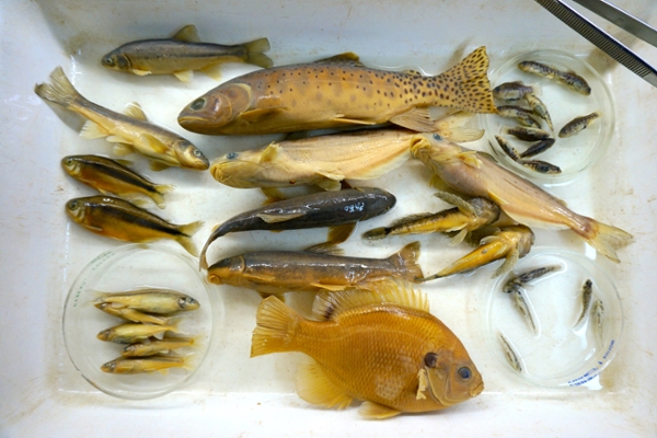 New Mexico Fish Specimens