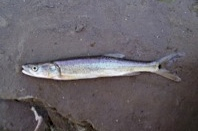 San Juan River fish