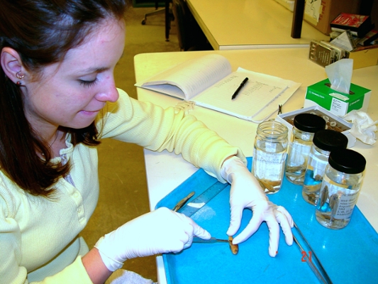 student working in the lab