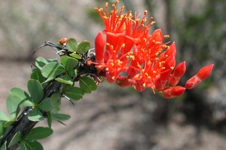 ocotillo