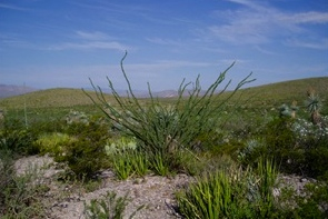 ocotillo