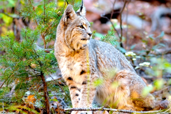 bobcat