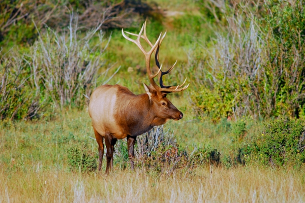 elk