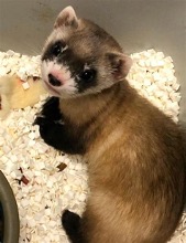 elizabeth-ann-ferret.jpg