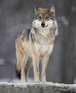 mexican-wolf.jpg