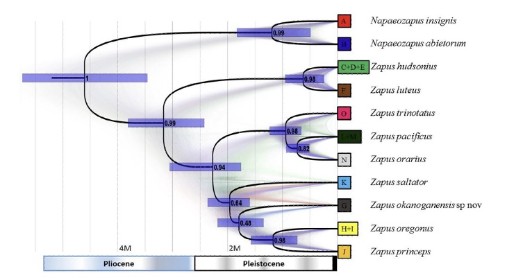 proposed-zapus-taxonomy.jpg