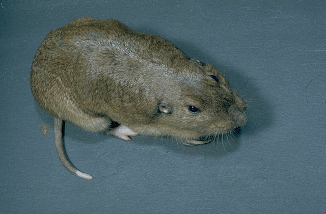 gopher