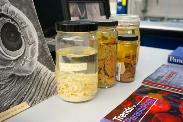 fluid parasite specimens
