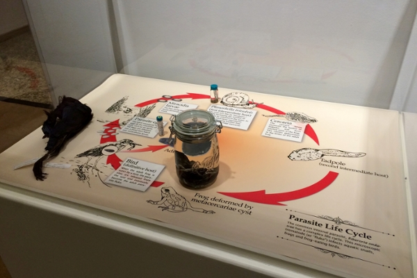 NMMNH display