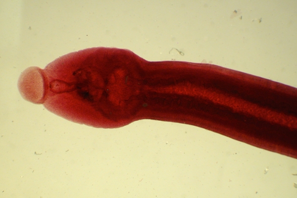 parasite