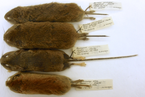 Rausch voles