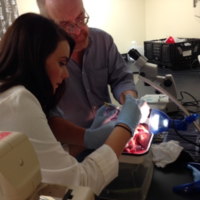 Erika Ebbs and Sam Loker finding schistosomes in a raccoon intestine