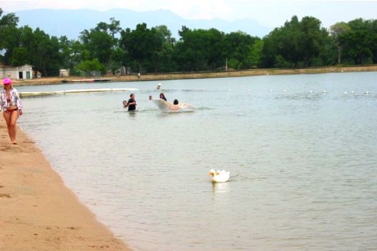 swimmers itch pond