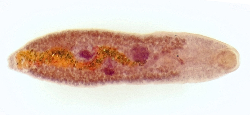 trematode