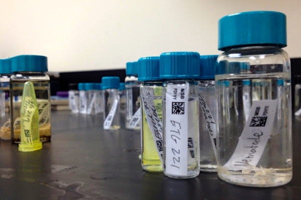 vials of parasites
