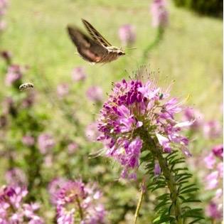 Rocky Mountain Bee Plant