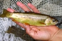 Gila trout